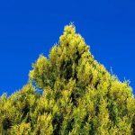 Professional Tree Trimming Cedar Park for Overgrown Trees