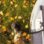 Step‑by‑Step Tips for Installing Electric Fencing Safely