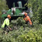 Keep Your Trees Healthy with Expert Care