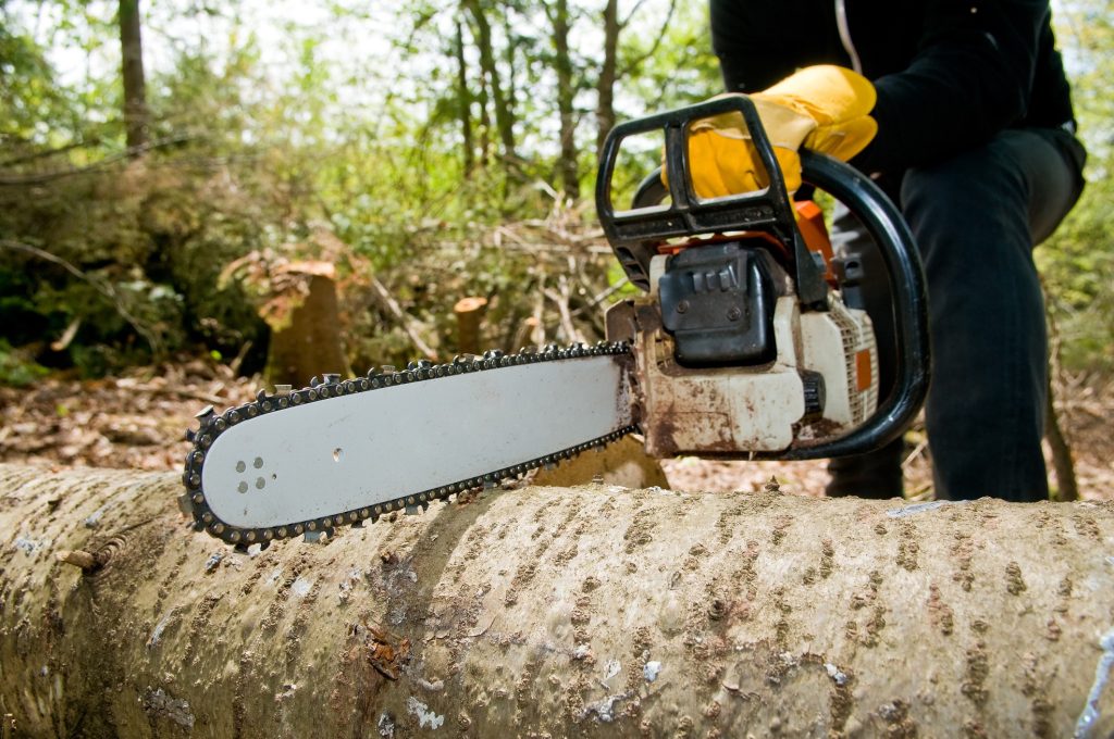 Cedar Park Tree Service Advice for Maintaining Strong, Healthy Trees