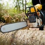 Cedar Park Tree Service Advice for Maintaining Strong, Healthy Trees