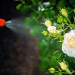 Best Pest Control Services Chicago Residents Rely On