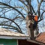 Reliable Tree Trimming Service for Maintaining Strong and Safe Trees
