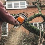 Local Tree Cutting Service with Skilled Arborists