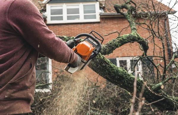 Local Tree Cutting Service with Skilled Arborists