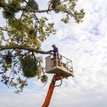 Experience Wiese Tree Service LLC of Mobile for Expert Solutions