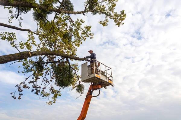 Experience Wiese Tree Service LLC of Mobile for Expert Solutions