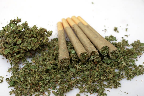 Discover Pre Rolls That Stand Out for Quality and Freshness