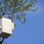 Top-Rated Tree Service Tallahassee for Safe and Professional Work