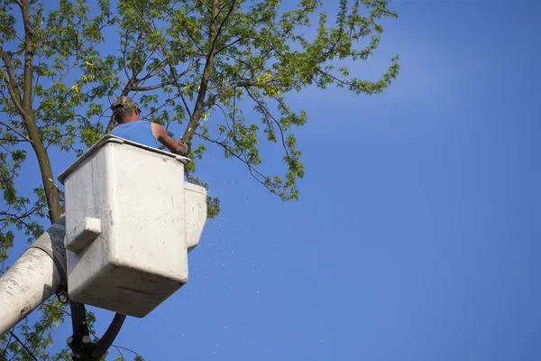 Top-Rated Tree Service Tallahassee for Safe and Professional Work