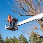 Shelton Tree Service Experts Delivering Quality Results