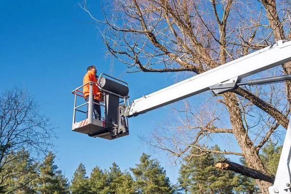 Shelton Tree Service Experts Delivering Quality Results