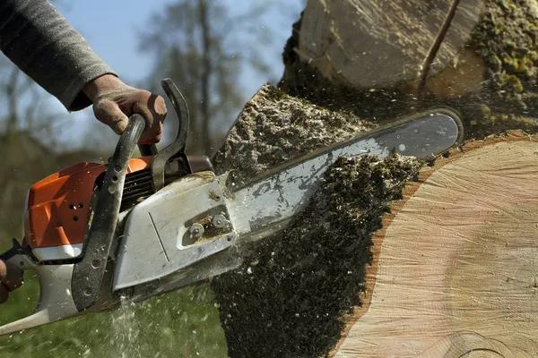 Local Tree Removal Service in Jackson MI for Any Size Project