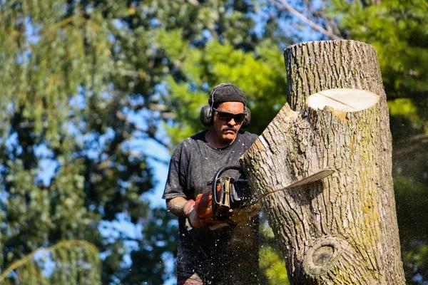 Affordable Tree Service Near Me for Complete Tree Care